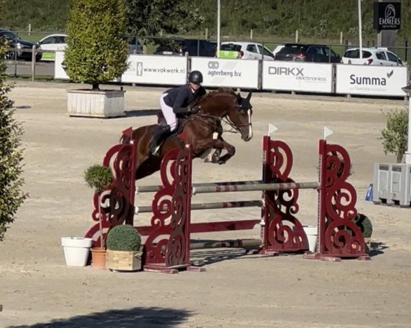 jumper Call me Cora (Oldenburg show jumper, 2016, from Coupe de Coeur 2)