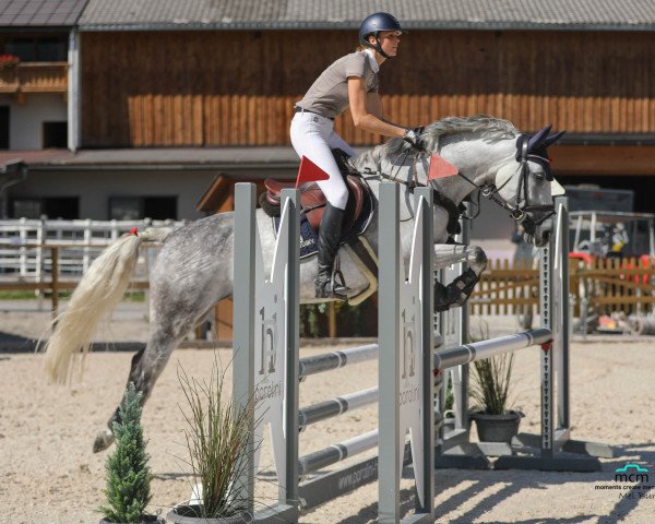 jumper Rositten (Oldenburg, 2013, from Levisonn 208 FIN)