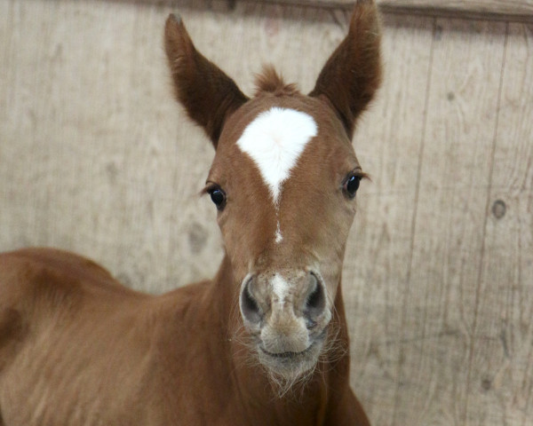 Zuchtstute Sweet Rose (Westfale, 2023, von Selectric)