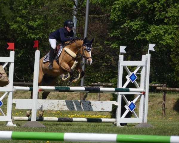 Springpferd Calle Cool 36 (Deutsches Reitpony, 2012, von FS Champion de Luxe)
