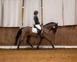 dressage horse Principito (Pony without race description, 2015)