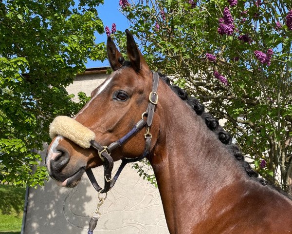 jumper First Lady 288 (German Sport Horse, 2012, from Casdorff)