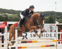 jumper Quinta 172 (Hanoverian, 2017, from Qualito)