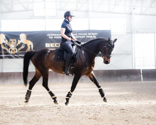 broodmare Pialotta (Trakehner, 2015, from Opernball)