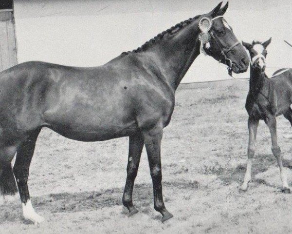 broodmare Elizabeth Arden (British Riding Pony, 1951, from Ardencaple xx)