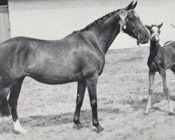 broodmare Elizabeth Arden (British Riding Pony, 1951, from Ardencaple xx)