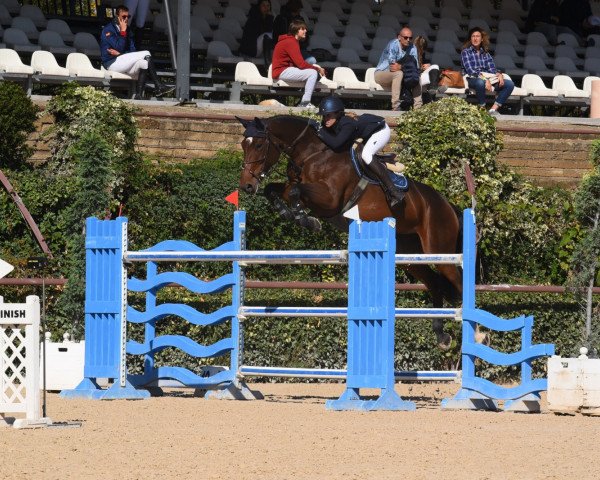 jumper Karisma De Laubry (Belgian Warmblood, 2010, from Nabab de Rêve)