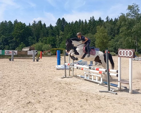Springpferd Phönix (unbekannt, 2017)