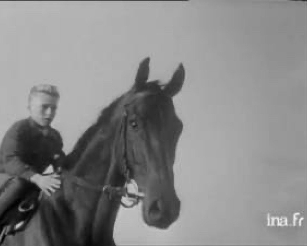 Deckhengst Arbel xx (Englisches Vollblut, 1945, von Umidwar xx)