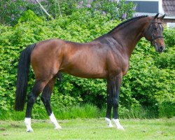 stallion Hardrock Z (Zangersheide riding horse, 2003, from Heartbreaker)