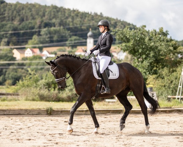 horse Romero 125 (German Sport Horse, 2017, from Ricardo Star)