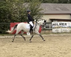 dressage horse Harry Potter 72 (Connemara Pony, 2013, from Westonhouse Straboe Bobby)