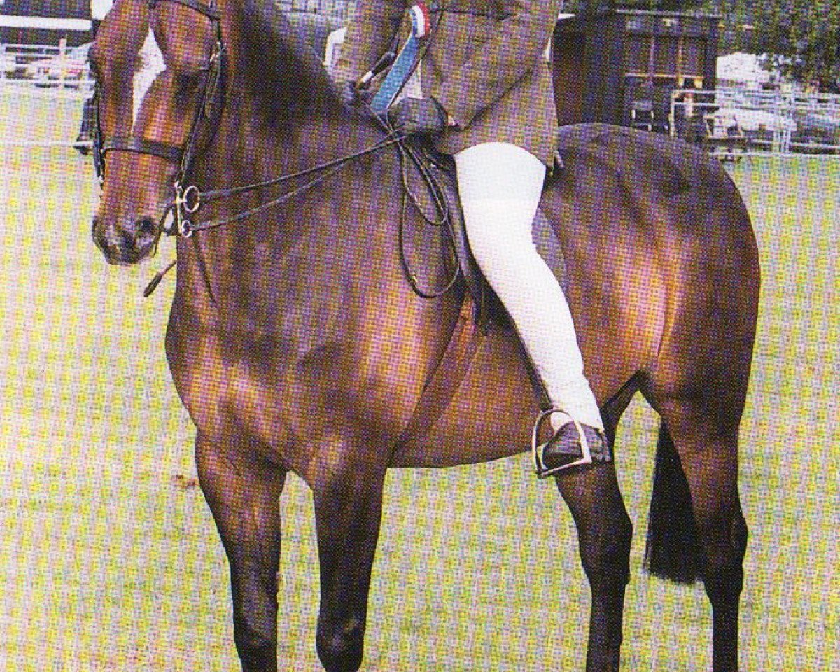 horse Chiddock Superman (British Riding Pony, 1992, from Syon Splendour)