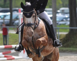jumper Guusje V.d. Damsingel (Pony without race description, 2013)