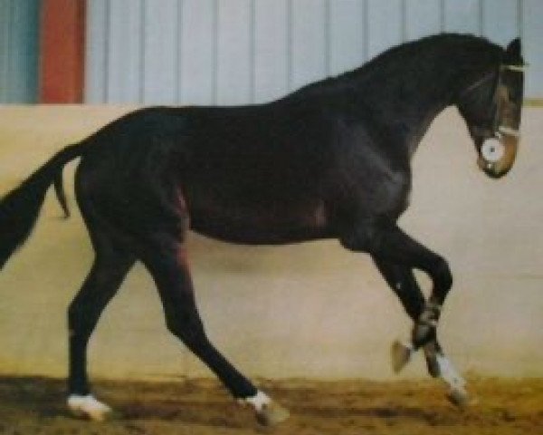 stallion Urcos du Defey (Selle Français, 1986, from Narcos II)