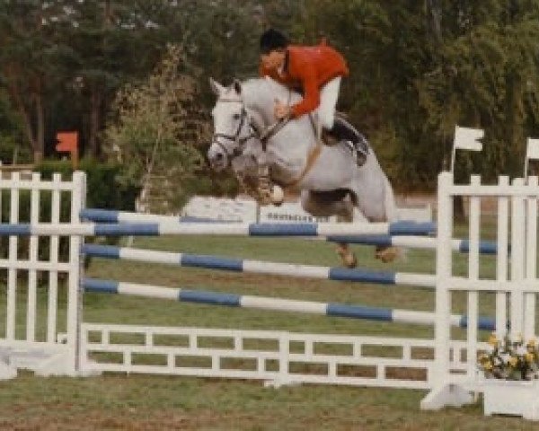 broodmare Soanie du Defey AA (Anglo-Arabs, 1984, from Fol Avril AA)