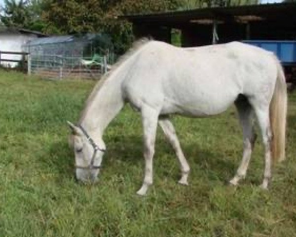 broodmare La Soane Du Defey X (Anglo-Arabs, 1999, from Phosph'Or AA)