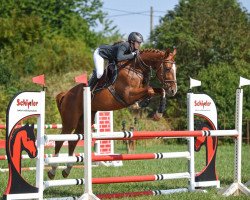 jumper Classic Joy 4 (German Sport Horse, 2016, from Chetlag)