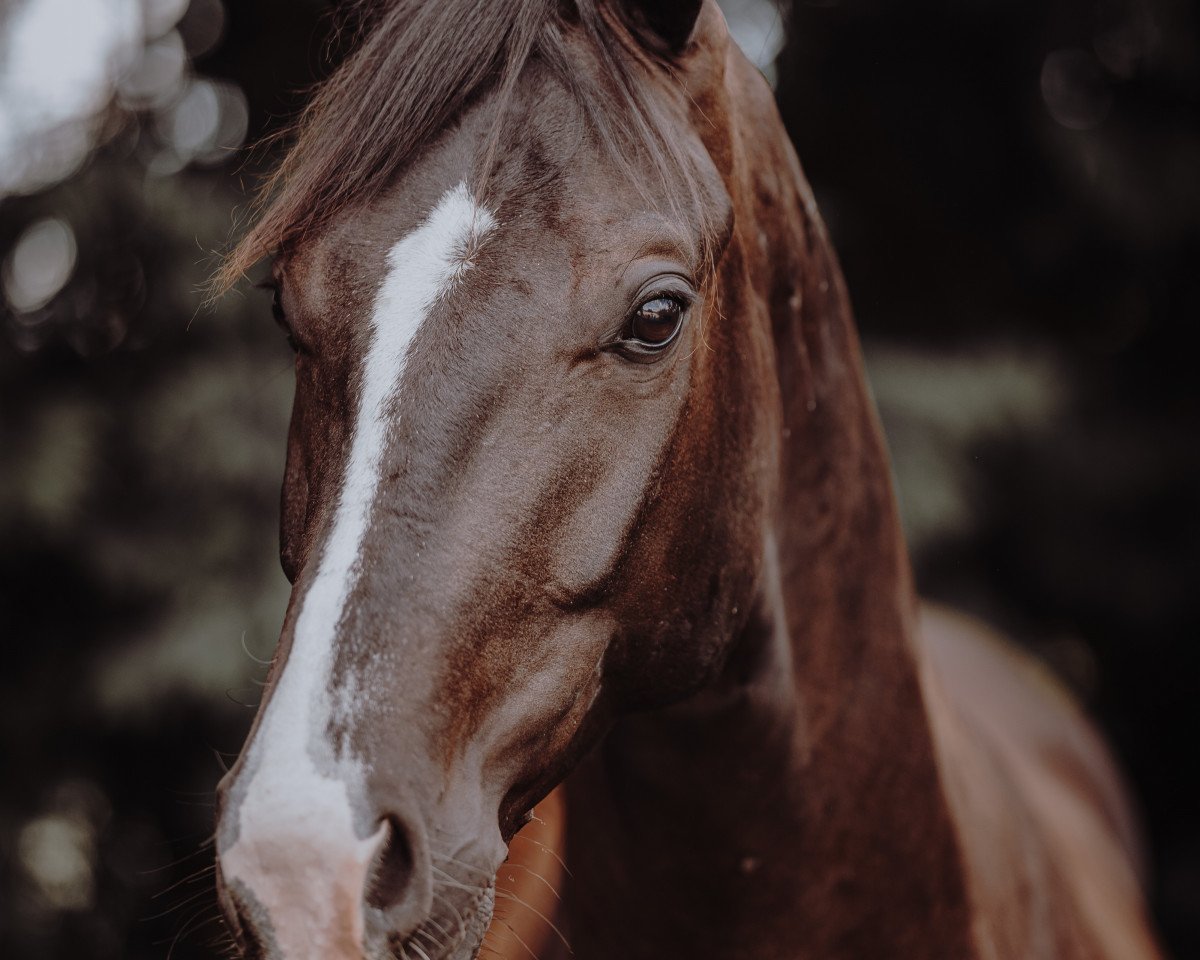 Dressurpferd Fabelhaft 52 (Oldenburger, 2019, von Farrell)