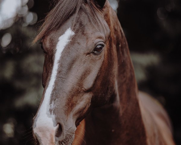 dressage horse Fabelhaft 52 (Oldenburg, 2019, from Farrell)