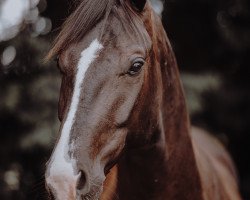 dressage horse Fabelhaft 52 (Oldenburg, 2019, from Farrell)
