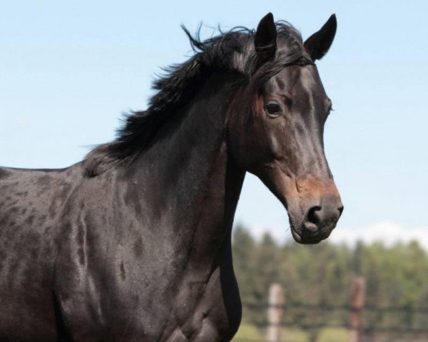 broodmare Diamonds and Pearls (Westphalian, 2007, from Dream On)
