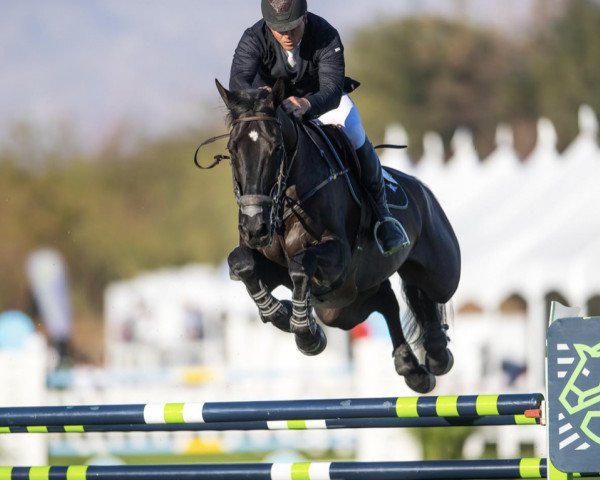 jumper Magic Mike (KWPN (Royal Dutch Sporthorse), 2009, from Zapatero VDL)