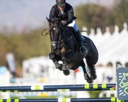 Springpferd Magic Mike (KWPN (Niederländisches Warmblut), 2009, von Zapatero VDL)