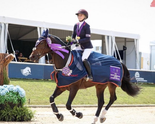 Springpferd New Star vd Berghoeve (Belgisches Warmblut, 2013, von Gitano V Berkenbroeck)