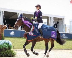 jumper New Star vd Berghoeve (Belgian Warmblood, 2013, from Gitano V Berkenbroeck)