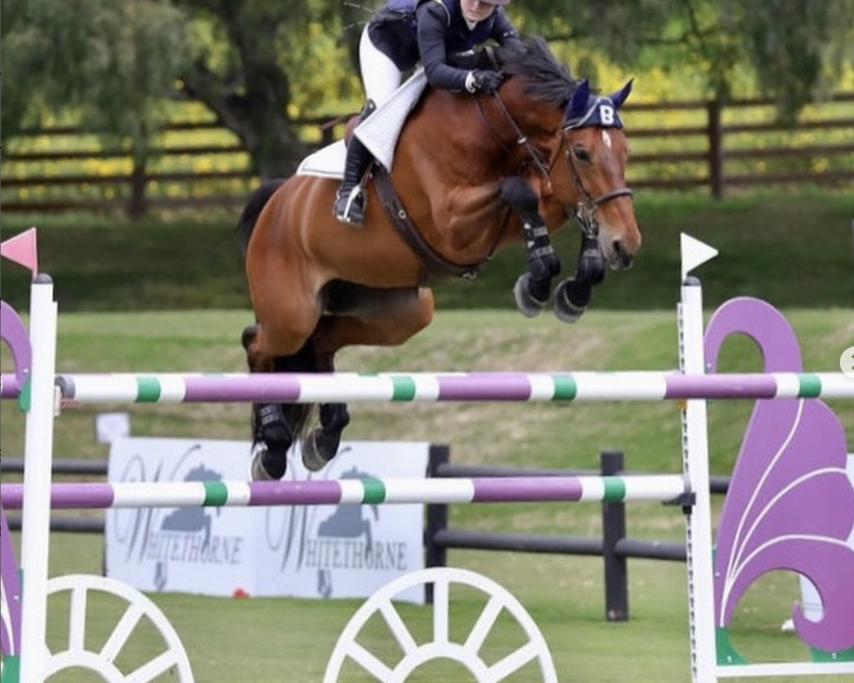 jumper Crystall II Z (Zangersheide riding horse, 2011, from Crown Z)
