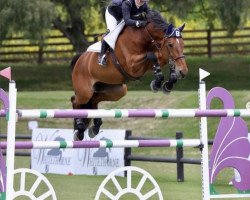 jumper Crystall II Z (Zangersheide riding horse, 2011, from Crown Z)