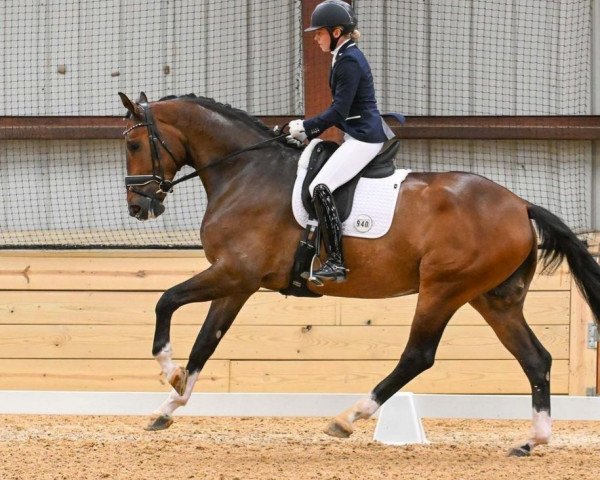 horse Supersonic (Hanoverian, 2018, from Secret)