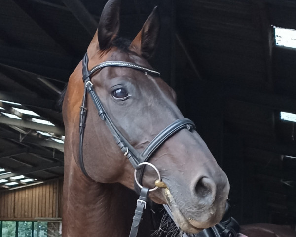 dressage horse Cerentina (Oldenburg, 2006, from Chico's Boy)