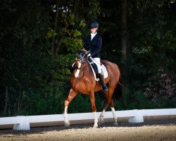 dressage horse Winchester 172 (German Horse, 2016, from Worcester)