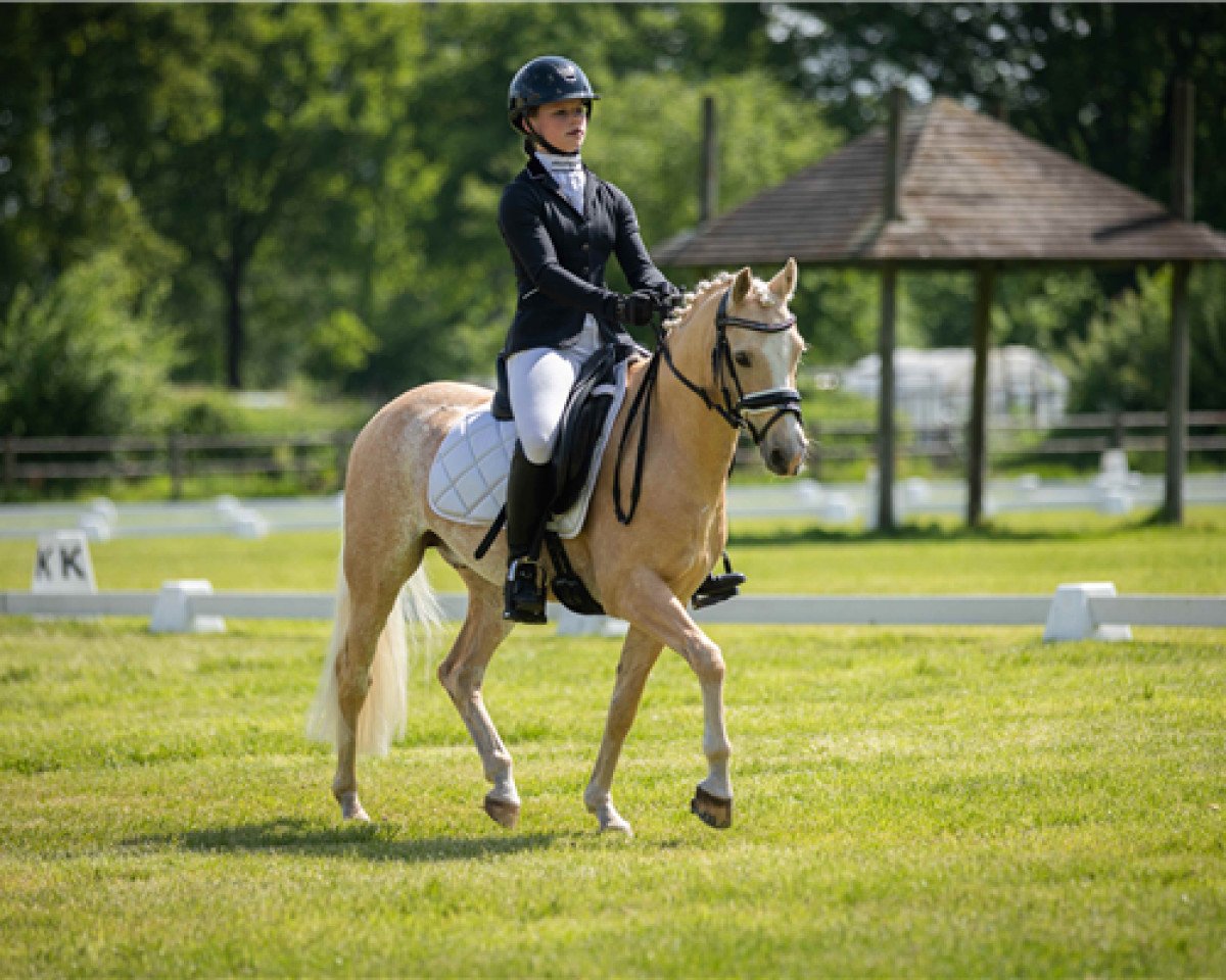 horse Lydarthill Special Reserve (Welsh-Pony (Section B), 2015, from Lorelai Carry Grant)