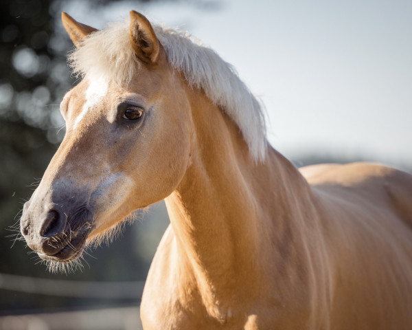 dressage horse Olympia 53 (Haflinger, 1992)