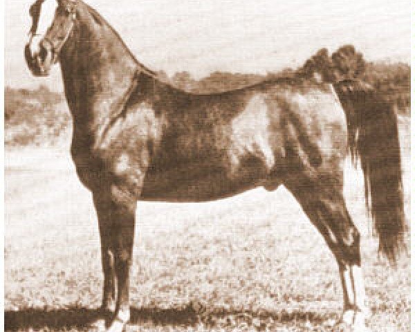horse Rouf ox (Arabian purebred, 1945, from Baarouf ox)