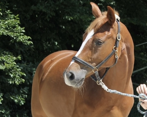 horse Sunny 1195 (Hanoverian, 2012, from Sir Donnerhall I)