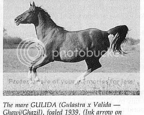 broodmare Gulida ox (Arabian purebred, 1939, from Gulastra ox)