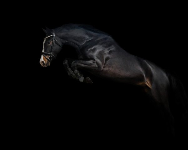 Zuchtstute High Heels 8 (Oldenburger Springpferd, 2019, von HICKSTEAD WHITE)
