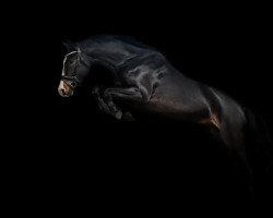 broodmare High Heels 8 (Oldenburg show jumper, 2019, from HICKSTEAD WHITE)