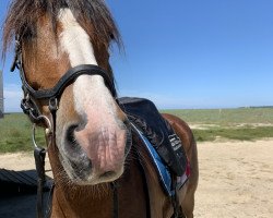 Springpferd Sir Helton (unbekannt, 2007)