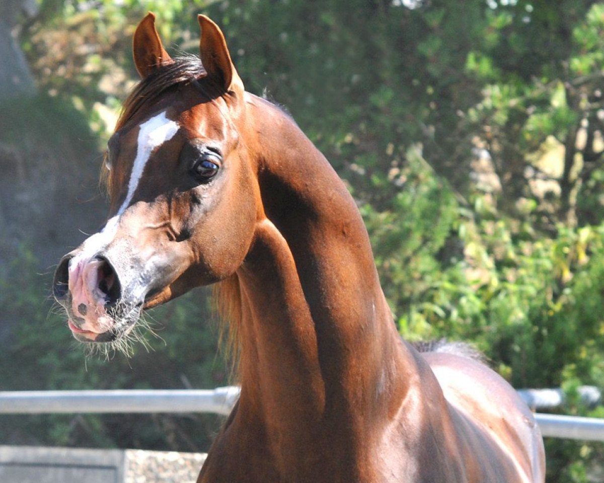 stallion Ajman Moniscione ox (Arabian purebred, 2003, from WH Justice ox)