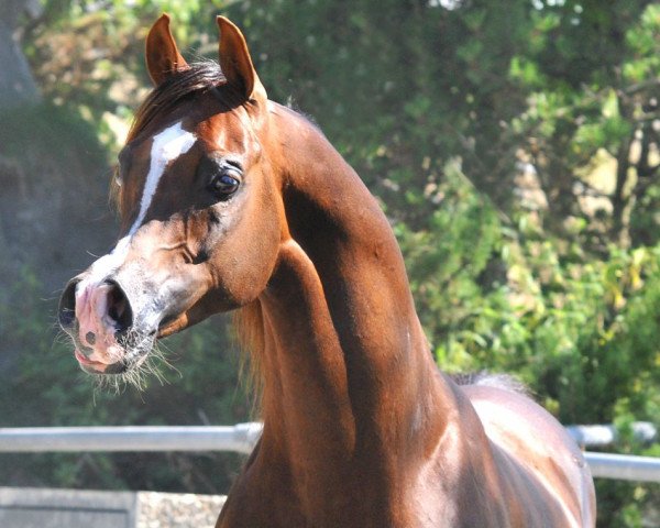 stallion Ajman Moniscione ox (Arabian purebred, 2003, from WH Justice ox)