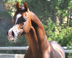 stallion Ajman Moniscione ox (Arabian purebred, 2003, from WH Justice ox)