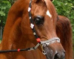 stallion Padron's Ghibli ox (Arabian purebred, 1991, from Padron 1977 ox)