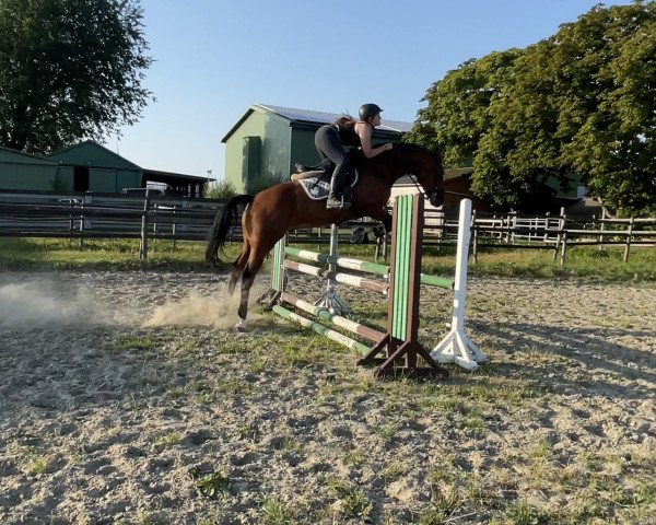 Springpferd Copio TH (Holsteiner, 2016, von Conditus)
