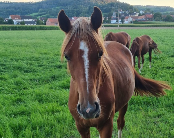 horse Sans Souci B (Hanoverian, 2022, from Secret)