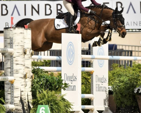 Springpferd Darc Kiss Z (Zangersheide Reitpferd, 2010, von Darco) Springpferd Darc Kiss Z (Zangersheide Reitpferd, 2010, von Darco)